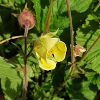 Geum 'Lemon Drops'
